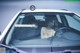 A woman wearing a face mask sitting in a car.